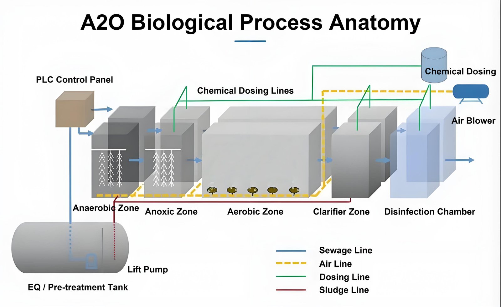 A2O Biological Process Anatomy Diagram by WANDONG ENVIRO